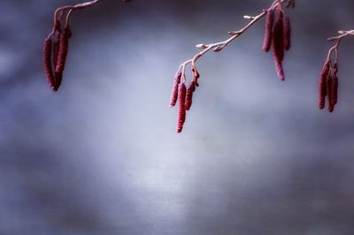 Low angle view of red flower tree against sky