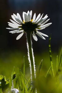 Close-up of white flowering plant