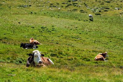 Cows on a pasture in south tyrol