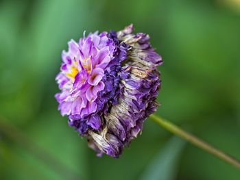 Close-up of purple flowering plant