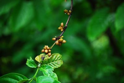 Close-up of coffee plant outdoors