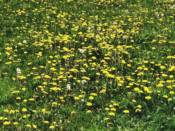 Full frame shot of yellow flowering plants on field