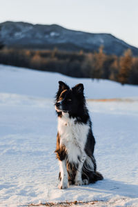 Dog on snow covered mountain