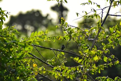 Close-up of flower tree