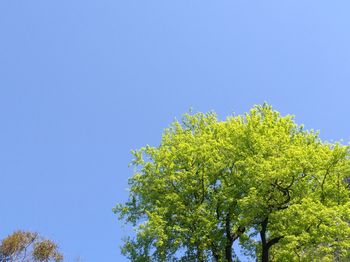 Low angle view of tree against clear blue sky