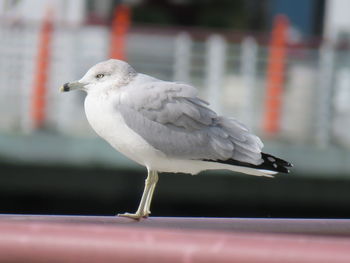 Close-up of seagull perching on railing