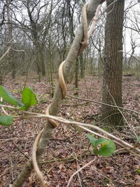 Bare tree in forest