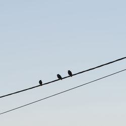 Birds perching on power line