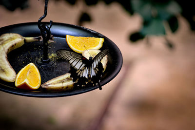 Close-up butterfly drink nectar 