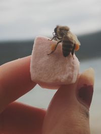 Close-up of hand holding crab