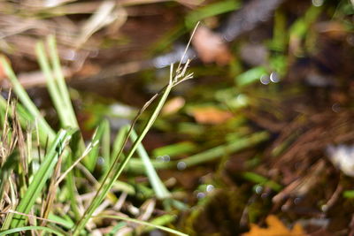 Close-up of wet grass on field