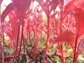 Close-up of red flowers