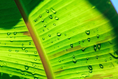 Full frame shot of raindrops on green leaves