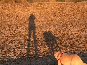 High angle view of dog standing on sand