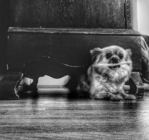 Portrait of dog sitting at home