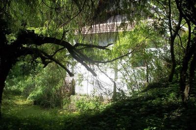 Trees on landscape