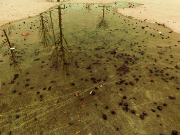 High angle view of crab on ground