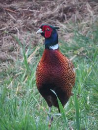 Close-up of bird on field