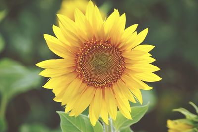 Close-up of sunflower