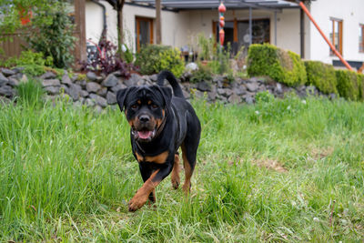 Black dog in a field