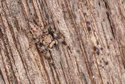 Close-up of spider on wood