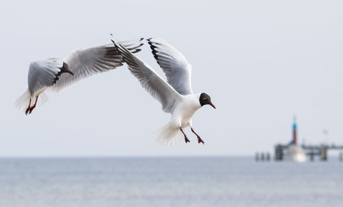 Low angle view of black-headed gulls flying against sea