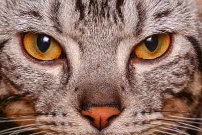 Cat eye cat,macro shot of cat's eye,american shorthair