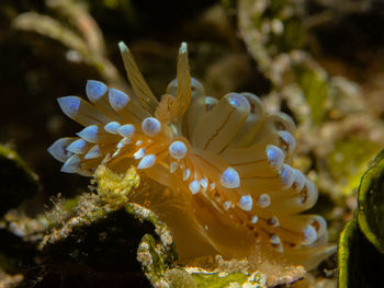 Close-up of jellyfish swimming in sea