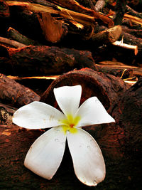 Close-up of flower