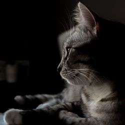 Close-up of cat looking away