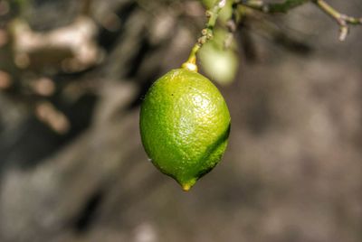 Close-up of fruit