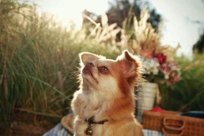 Portrait of a dog looking up