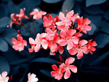 High angle view of red flowering plants