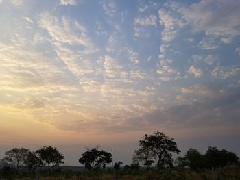 Low angle view of trees against sky during sunset