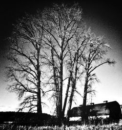 Low angle view of bare trees on field