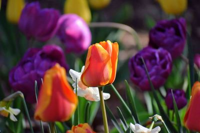 Close-up of purple crocus flowers in park