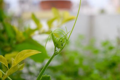 Close-up of new emerging leaves