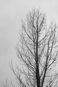 Low angle view of bare tree against clear sky