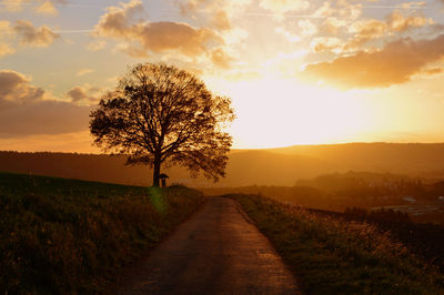 Trees on field against sky during sunset