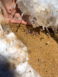 High angle view of crab on sand at beach