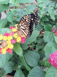 Close-up of butterfly pollinating on plant