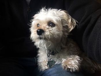 Close-up portrait of dog