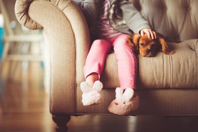 Close-up of dog sitting on sofa at home