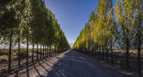 Road amidst trees against sky