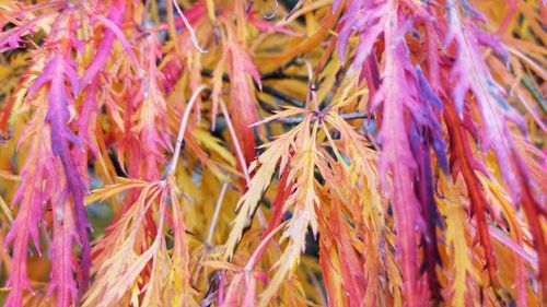 Full frame shot of pink flowers