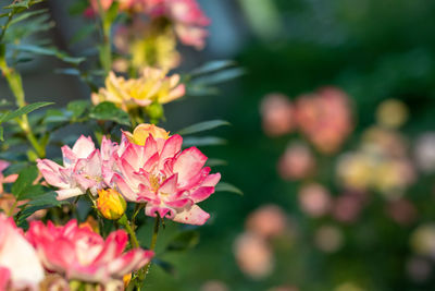 A rose bush with many multi-colored roses in bloom. selective focus. place for an inscription.