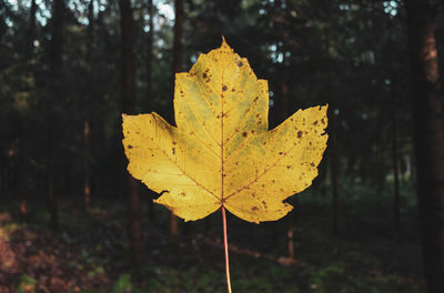 Close-up of yellow maple leaf on land