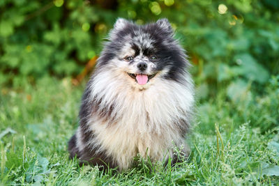 Pomeranian spitz dog in garden grass. cute pomeranian puppy on walk. spitz pom dog