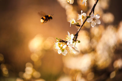 Close-up of bee pollinating on flower