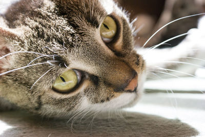 Close-up of a cat looking away